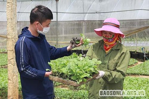 Mô hình kinh doanh khép kín 'Giống - thu mua - siêu thị'