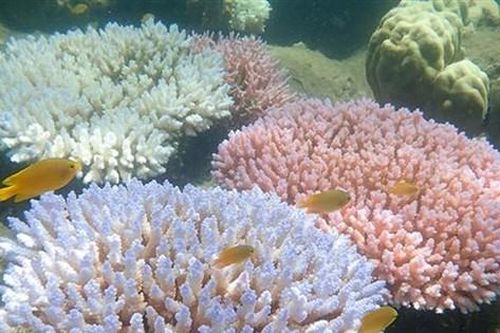 Australia mời UNESCO đánh giá trực tiếp rạn san hô Great Barrier