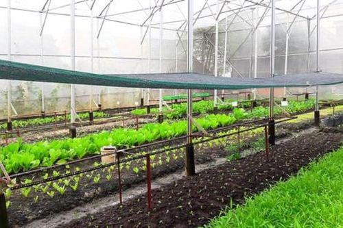 Hình thành nhiều vùng sản xuất nông nghiệp công nghệ cao