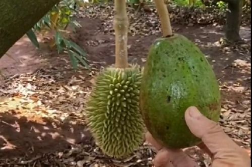 Khoe sầu riêng 'đột biến', chủ vườn khiến dân mạng cười lăn lóc