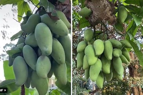Tròn mắt xem những cây xoài 'mắn đẻ' nhất Việt Nam