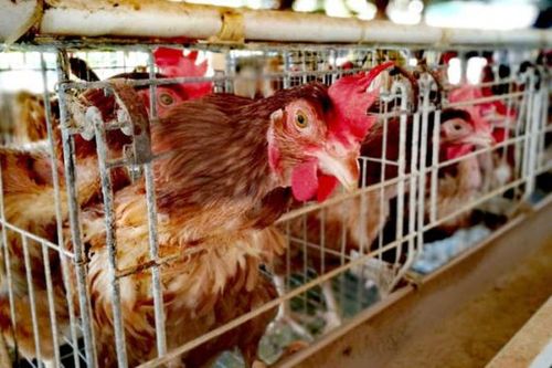 EU thúc đẩy cấm nuôi động vật trong lồng