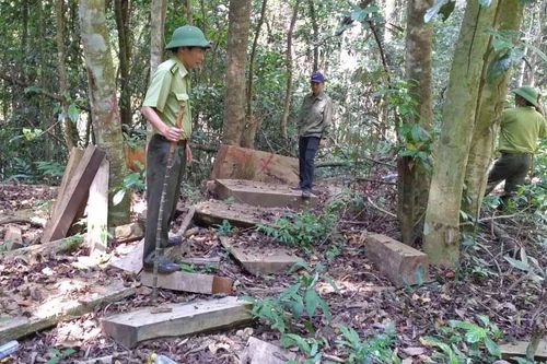 Bí thư Huyện ủy Kbang chỉ đạo xử lý vụ khai thác rừng tại Đak Rong