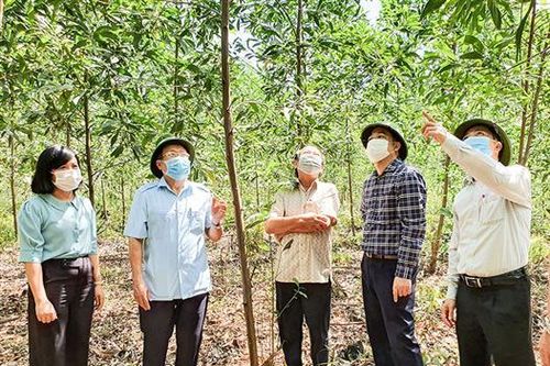 Triển vọng trồng rừng gỗ lớn bằng giống keo lai nuôi cấy mô