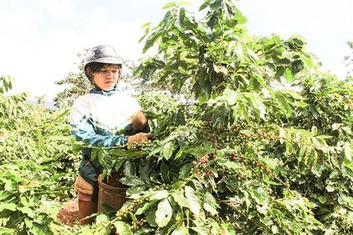 Xây dựng chỉ dẫn địa lý và chuỗi giá trị cho cà phê Khe Sanh