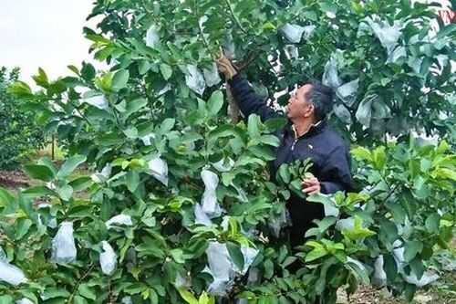 HTX Việt Doanh khá lên nhờ 'bắt' ổi VietGAP ra quả trái vụ