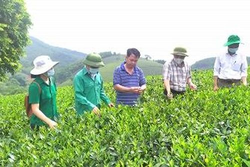 Ứng dụng kỹ thuật vào sản xuất chè xanh ở Văn Luông