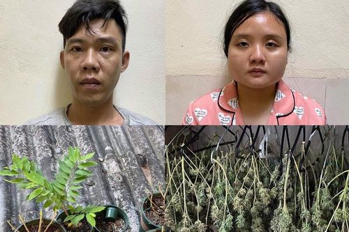 Phát hiện cặp đôi trồng cần sa trong nhà bán kiếm lời