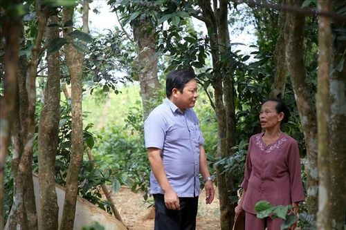 Ngắm vườn chè cổ ở vùng đất Vua Hàm Nghi ban chiếu Cần Vương