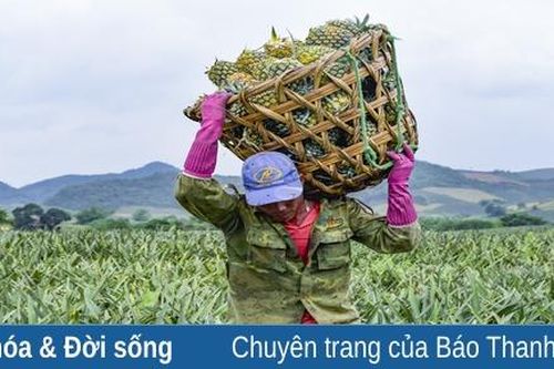 Nhọc nhằn nghề hái dứa thuê