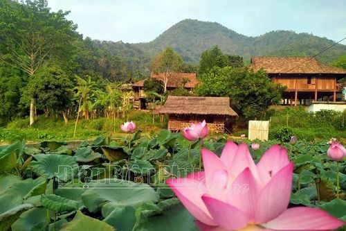 Độc đáo ẩm thực sen Uva