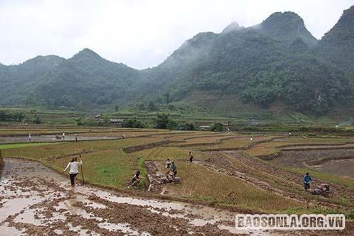 Chiềng Pấc vào vụ mùa