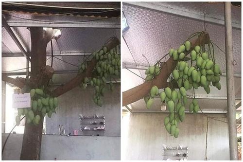 Cây xoài mọc 'dị' nhưng vẫn sai quả, netizen chia sẻ 'cực mạnh'
