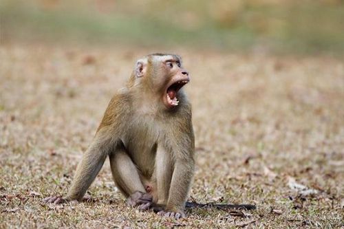 Khỉ quý bị thương, cụt đuôi được dân cứu thả về rừng ở Kon Tum