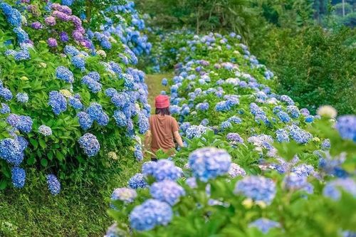 Lạc vào thế giới những vườn hoa cẩm tú cầu thơ mộng ở Nhật