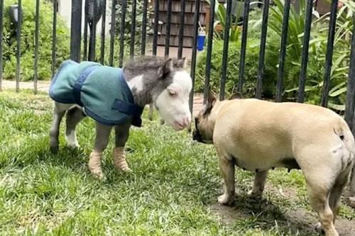 Chú ngựa nhỏ nhất thế giới chỉ nặng khoảng... 8,6 kg
