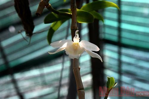 Hai 'siêu lừa' bán hoa lan đột biến bị bắt giữ