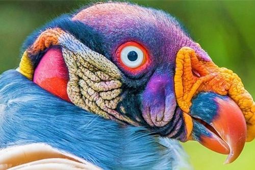 10 loài chim giống 'người ngoài hành tinh' hơn động vật