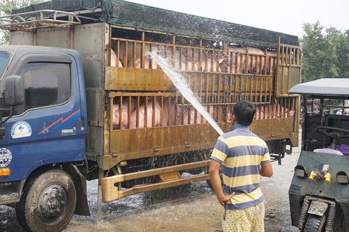 Thủ phủ heo 'liêu xiêu' vì dịch Covid-19