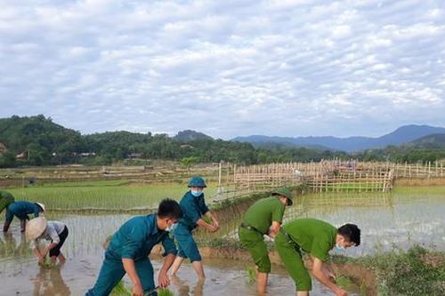Cán bộ, chiến sỹ xuống đồng cấy lúa giúp các hộ dân đang bị cách ly