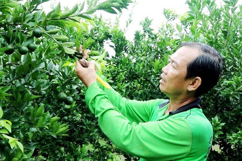 Khấm khá nhờ quýt đường
