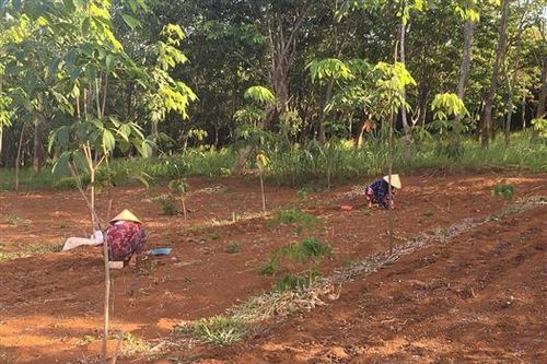 Vĩnh Linh: Ném được mùa nhưng rớt giá