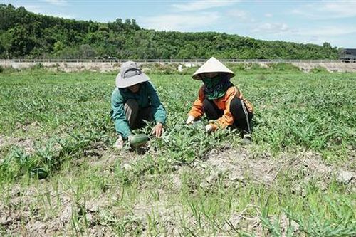 Xã Phong Bình chuyển đổi gần 80 ha đất trồng lúa thiếu nước sang trồng dưa hấu