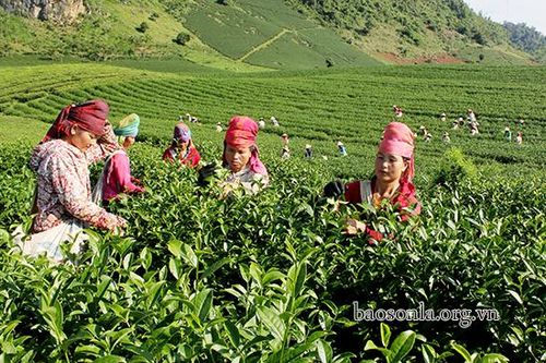 Thuận Châu nâng cao chất lượng sản phẩm nông sản