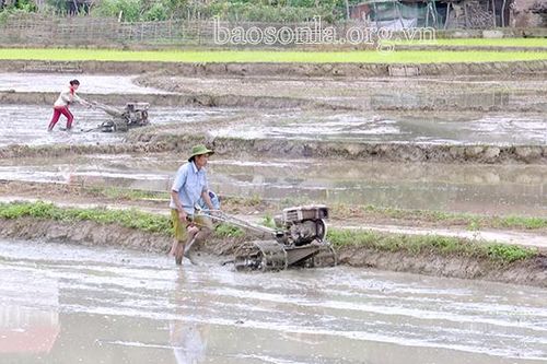 Vụ mùa ở Sốp Cộp