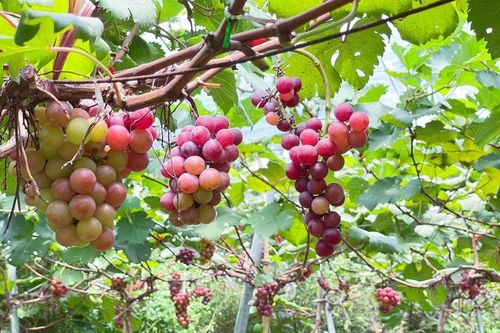 Đột nhập nông trại nho trĩu quả ngay giữa Thủ đô cực hút khách