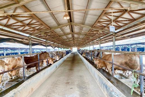 Đón 'làn sóng' đầu tư vào lĩnh vực chăn nuôi, trồng rừng