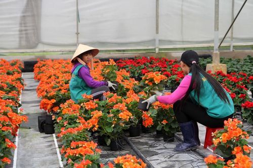 Phê duyệt Đề án nhập khẩu giống hoa có bản quyền