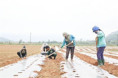 Huyện Đakrông chú trọng phát triển và ứng dụng công nghệ sinh học
