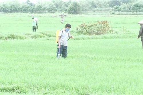 Nhiều giải pháp chủ động, linh hoạt trong sản xuất nông nghiệp ở Vĩnh Linh