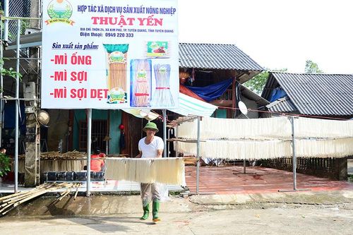 Hướng dẫn hội viên sản xuất theo chuỗi liên kết