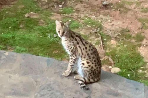 Linh miêu bất ngờ xuất hiện trên giường người dân ở Mỹ
