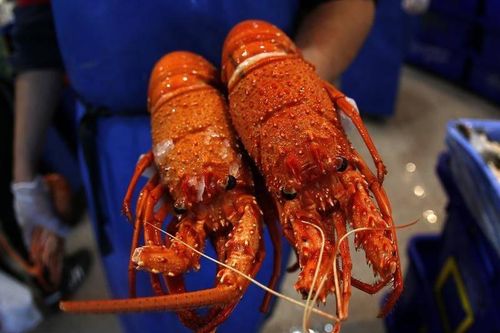 Người Trung Quốc 'khát' tôm hùm Australia