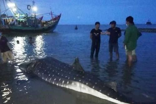 Nghệ An: Phát hiện xác cá lạ trôi dạt vào bờ biển