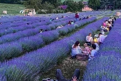 Italy: Lạc vào thế giới cổ tích, thưởng hoa, ngắm cảnh, dùng bữa tối giữa cánh đồng hoa oải hương