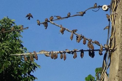 Tòa án Tối cao Pháp cấm bẫy chim bằng keo dính