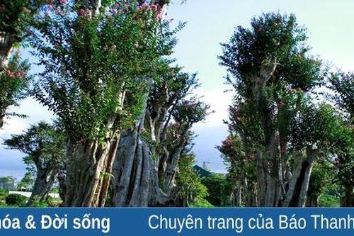 Vườn hoa tường vi cổ thụ đua nhau khoe sắc