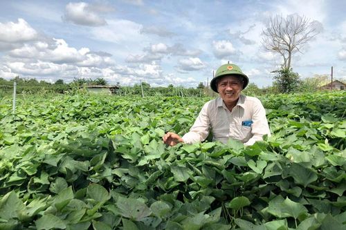 Làm khoai lang bán giống