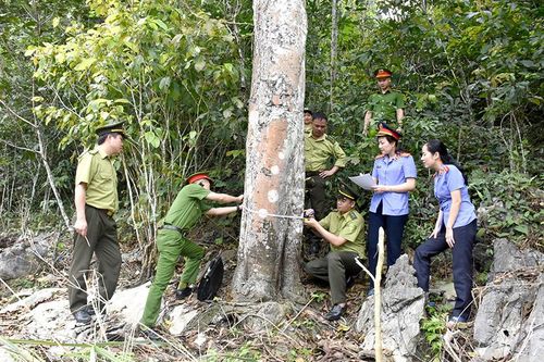 Bảo vệ các loài động, thực vật nguy cấp quý hiếm