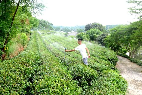 Hỗ trợ nông dân đầu tư hệ thống tưới ẩm cho cây trồng