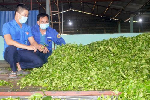 Xây dựng các mô hình kinh tế trong đoàn viên thanh niên