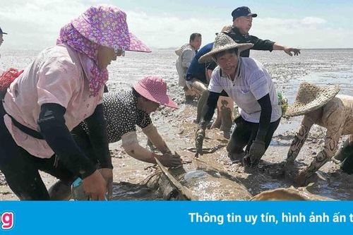 Giải cứu 12 cá voi đầu dưa mắc cạn ở Trung Quốc