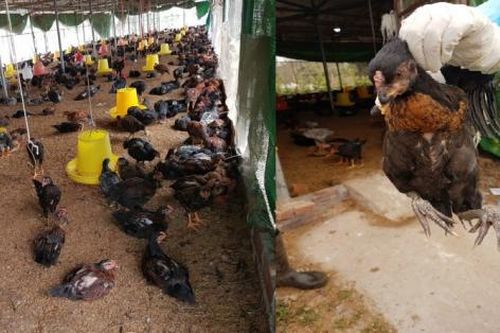 Chủng Cúm gia cầm A/H5N8 có thời gian ủ bệnh ngắn