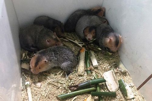 Chàng trai 22 tuổi trở thành triệu phú nhờ… 'con ăn đêm ngủ ngày'