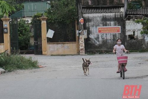 Cảnh báo nguy cơ tai nạn giao thông do chó nuôi thả rông