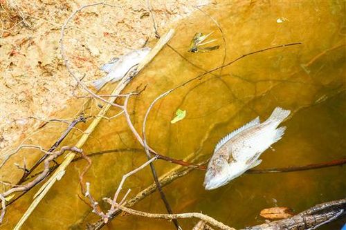 Cá chết do nước sông Hiếu nhiễm mặn